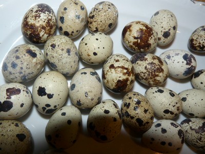 P1670257.JPG - small