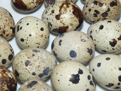 P1670258.JPG - small