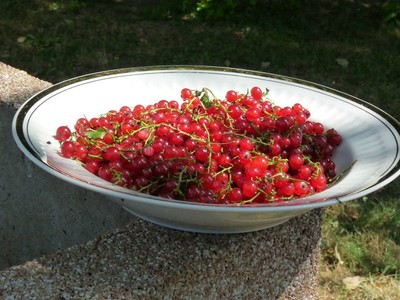 P1320587.JPG - small